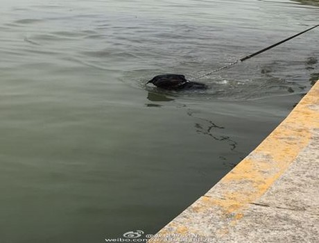 雨燕直播足球